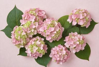 The primary subject of the image is a bouquet of pink and white flowers. The flowers are arranged in a visually appealing manner, creating a sense of beauty and freshness. The setting is a pink background, which adds to the overall mood and aesthetic of the image. The visual style is a close-up of the flowers, allowing the viewer to appreciate the details and textures of the petals and leaves. The colors and mood of the image are predominantly pink and white, ev