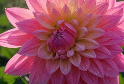 The primary subject of the image is a large, pink flower with a yellow center. The flower is the main focus of the image, and it is set against a pink background. The visual style of the image is a close-up of the flower, showcasing its details and texture. The dominant colors in the image are pink and yellow, creating a warm and vibrant atmosphere.
