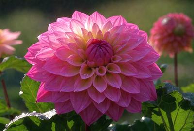 The primary subject of the image is a large, pink flower with a yellow center. The flower is the main focus of the image, and it is set against a backdrop of green leaves. The visual style of the image is a close-up of the flower, showcasing its vibrant colors and intricate details. The dominant colors in the image are pink and yellow, creating a warm and inviting atmosphere.