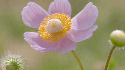 The primary subject of the image is a pink flower with yellow petals. The flower is located in a grassy field, which serves as the setting and background of the scene. The visual style of the image is a photo, capturing the beauty of the flower in its natural environment. The dominant colors of the image are pink and yellow, creating a warm and vibrant atmosphere.