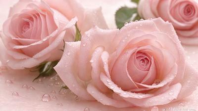 The primary subject of the image is a pink rose with drops of water on it. The rose is the main focus of the image, and it is placed against a white background. The visual style of the image is a close-up of the rose, showcasing its details and texture. The colors in the image are predominantly pink, which gives the image a warm and romantic atmosphere.