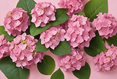 The primary subject of the image is a bouquet of pink flowers. The flowers are arranged in a visually appealing manner, creating a sense of beauty and freshness. The setting is a pink background, which complements the color of the flowers and adds to the overall aesthetic of the image. The visual style is a close-up of the flowers, allowing the viewer to appreciate the details and textures of the petals and leaves. The colors and mood of the image are predominantly pink,