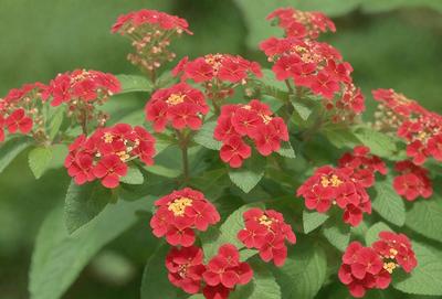 The primary subject of the image is a close-up of a red flower with yellow centers. The flower is surrounded by green leaves, creating a vibrant and lively scene. The setting appears to be a garden or an outdoor area with plants, as the flower is growing in a natural environment. The visual style of the image is a close-up, which emphasizes the details of the flower and its surroundings. The dominant colors in the image are red and green, creating a warm and inviting atmosphere.