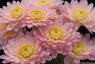 The primary subject of the image is a bouquet of pink flowers, which are the main focus of the scene. The flowers are arranged in a vase, creating a beautiful and colorful display. The setting is indoors, with the flowers placed on a table, adding a touch of natural beauty to the space. The visual style of the image is a close-up of the flowers, showcasing their details and textures. The dominant colors in the image are pink, which gives the flowers a soft and delicate appearance