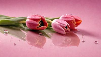The primary subject of the image is a bouquet of pink tulips. The setting is a pink background, which adds a warm and vibrant atmosphere to the scene. The visual style is a close-up of the flowers, showcasing their details and beauty. The colors and mood of the image are predominantly pink, creating a sense of freshness and elegance.