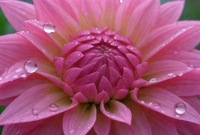 The primary subject of the image is a large, pink flower with a prominent center. The setting is a garden, and the visual style is a close-up of the flower. The colors are predominantly pink, and the mood is vibrant and lively.