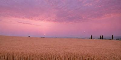 The image features a large field of wheat with a pink sky in the background. The sky is filled with clouds, creating a beautiful and serene atmosphere. The wheat field is vast and stretches across the entire image, giving a sense of openness and space. The combination of the wheat field and the pink sky creates a picturesque and calming scene.