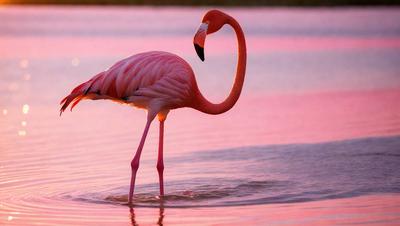 The primary subject of the image is a pink flamingo standing in a body of water. The flamingo is the main focus of the image, and it is surrounded by a pinkish hue, which adds to the overall atmosphere of the scene. The setting is a body of water, which could be a lake or a pond, and the visual style of the image is a photo. The colors and mood of the image are predominantly pink, creating a serene and peaceful ambiance.