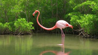 The primary subject of the image is a pink flamingo standing in a body of water. The flamingo is surrounded by a lush green environment, with trees and bushes visible in the background. The visual style of the image is a photo, capturing the flamingo in its natural habitat. The colors and mood of the image are vibrant and serene, with the pink flamingo being the focal point of the scene.