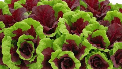 The primary subject of the image is a large group of red and green leaves, which are arranged in a visually appealing manner. The leaves are displayed in various shapes and sizes, creating a vibrant and lively scene. The setting is a garden, with the leaves being the main focus of the image. The visual style is a close-up of the leaves, showcasing their intricate details and textures. The dominant colors in the image are red and green, which evoke a sense of freshness and vitality.