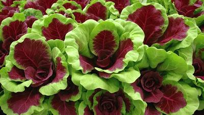 The primary subject of the image is a large group of red and green leaves, which are arranged in a visually appealing manner. The leaves are displayed in various shapes and sizes, creating a vibrant and lively scene. The setting is a garden, with the leaves being the main focus of the image. The visual style is a close-up of the leaves, showcasing their intricate details and textures. The dominant colors in the image are red and green, which evoke a sense of warmth and freshness.