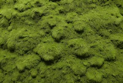 The image features a close-up of a green, mossy surface with a dense, fuzzy texture. The primary subject is the moss, which covers the entire frame, creating a lush and vibrant atmosphere. The setting appears to be a natural environment, possibly a forest or a garden, where the moss is growing on various surfaces. The visual style of the image is a close-up, focusing on the intricate details of the moss, and it is not a photo but rather a digital art or