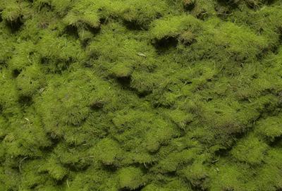 The primary subject of the image is a close-up of a mossy surface, which appears to be a green mossy plant. The setting is a dark, moist environment, possibly a forest or a shaded area. The visual style is a close-up of the mossy surface, which gives a sense of depth and texture to the image. The colors are predominantly green, which is the color of the moss, and the overall atmosphere is one of natural beauty and tranquility.