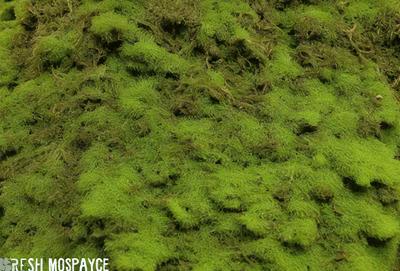 The image features a close-up of a green mossy surface, possibly a wall or a piece of fabric. The moss appears to be growing on a surface, creating a lush and vibrant scene. The primary subject of the image is the moss, which is the main focus of the image. The setting or background is the green mossy surface, and the visual style is a close-up of the moss, showcasing its texture and details. The colors and mood of the image are predomin