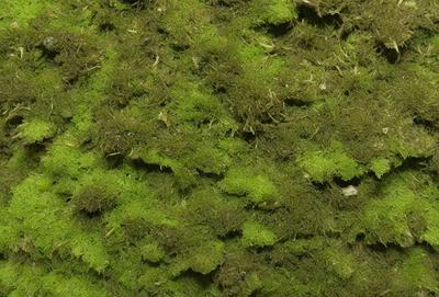 The primary subject of the image is a close-up of a mossy surface, which appears to be a green plant or a piece of mossy rock. The setting is a natural environment, possibly a forest or a rocky area. The visual style is a close-up, which emphasizes the details of the mossy surface. The colors in the image are predominantly green, which gives the scene a calm and serene atmosphere.