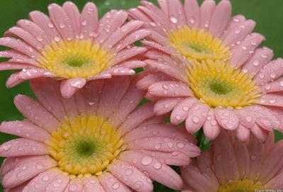 The primary subject of the image is a group of pink flowers with yellow centers. The flowers are arranged in a vase, and they are surrounded by water droplets, giving them a fresh and lively appearance. The setting is a close-up of the flowers, with the background being the water droplets. The visual style is a realistic representation of the flowers, and the colors and mood are predominantly pink and yellow, creating a warm and inviting atmosphere.