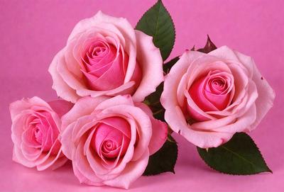 The primary subject of the image is a bouquet of pink roses. The setting is a pink background, which adds a warm and vibrant atmosphere to the scene. The visual style is a close-up of the roses, showcasing their delicate petals and intricate details. The colors and mood of the image are predominantly pink, creating a sense of love, romance, and beauty.