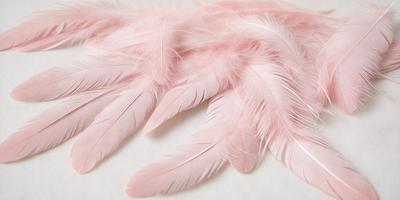 The primary subject of the image is a close-up of a pink feather. The feather is displayed on a white background, giving it a clean and minimalist appearance. The visual style of the image is a photo, capturing the intricate details of the feather. The colors and mood of the image are predominantly pink, creating a soft and delicate atmosphere.