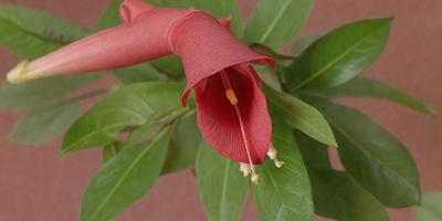 The primary subject of the image is a large, pink flower with a yellow center. The flower is situated on a red background, which adds a vibrant touch to the scene. The visual style of the image is a close-up of the flower, showcasing its details and beauty. The dominant colors in the image are pink and red, creating a warm and inviting atmosphere.