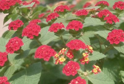 The primary subject of the image is a close-up of a red flower with yellow petals, surrounded by green leaves. The setting is a garden, with the flower being the main focus of the scene. The visual style is a photo, capturing the beauty of the flower in its natural environment. The dominant colors are red and yellow, creating a vibrant and lively atmosphere.