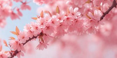 The primary subject of the image is a branch with pink flowers on it. The setting is a pink flower branch, and the visual style is a photo. The dominant colors in the image are pink, and the overall atmosphere is bright and cheerful.