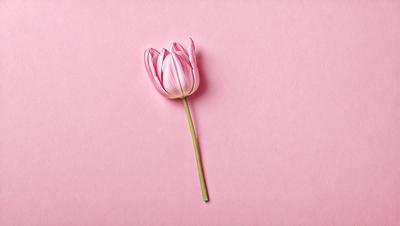 The primary subject of the image is a single pink tulip flower. The setting is a pink background, which creates a visually appealing contrast with the flower. The visual style is a close-up of the flower, emphasizing its details and beauty. The colors and mood of the image are predominantly pink, creating a warm and inviting atmosphere.