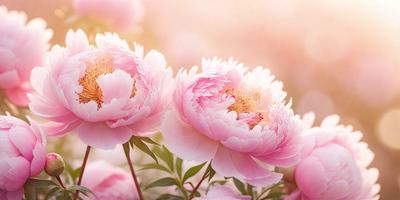 The primary subject of the image is a group of three pink flowers with yellow centers. They are set against a backdrop of a pink and white flower field. The visual style of the image is a photo, capturing the beauty of the flowers in their natural environment. The colors and mood of the image are predominantly pink and white, creating a serene and peaceful atmosphere.