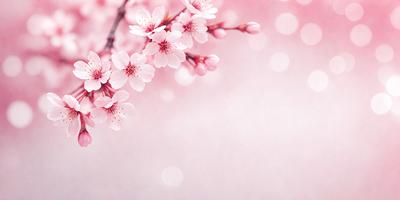 The primary subject of the image is a branch of pink flowers. The setting is a pink background, which adds to the overall mood of the image. The visual style is a close-up of the flowers, showcasing their beauty. The colors and mood of the image are predominantly pink, creating a warm and inviting atmosphere.