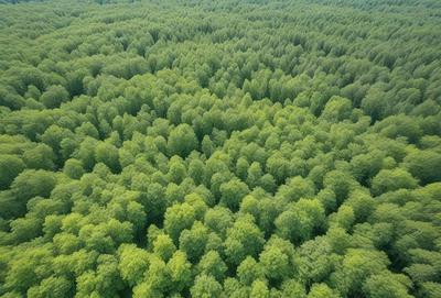 The image features a lush green forest filled with trees. The primary subject is the dense forest, which is the main focus of the image. The setting is a green, leafy environment, and the visual style is a natural, realistic representation of the forest. The colors and mood of the image are predominantly green, creating a serene and peaceful atmosphere.