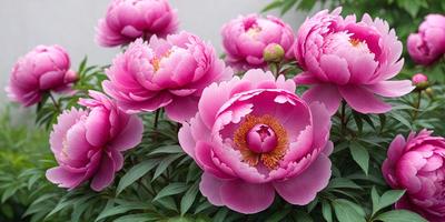 The primary subject of the image is a group of pink flowers, which are the main focus of the scene. The flowers are arranged in a vase, creating a visually appealing display. The setting is a garden, with the flowers placed on a bed of green leaves. The visual style of the image is a close-up of the flowers, showcasing their beauty and details. The dominant colors in the image are pink and green, creating a warm and inviting atmosphere.