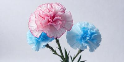The primary subject of the image is a bouquet of three colorful flowers, with one being pink, one being blue, and the third being a combination of pink and blue. The flowers are arranged in a vase, which is placed on a white surface. The visual style of the image is a close-up of the flowers, showcasing their vibrant colors and intricate details. The overall atmosphere of the image is lively and cheerful, as the flowers bring a sense of freshness and beauty to the scene