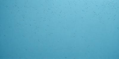 The primary subject of the image is a blue background with white fibers or hairs floating in the air. The setting appears to be a blue sky, and the visual style is a close-up of the blue background with the white fibers. The colors and mood of the image are predominantly blue and serene, with the white fibers adding a touch of movement and interest to the scene.
