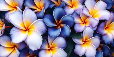 The primary subject of the image is a bouquet of colorful flowers, predominantly featuring blue and yellow hues. The flowers are arranged in a visually appealing manner, creating a vibrant and lively scene. The setting is a garden, with the flowers blooming in a natural environment. The visual style of the image is a close-up of the flowers, showcasing their intricate details and textures. The colors and mood of the image are cheerful and uplifting, as the blue and yellow