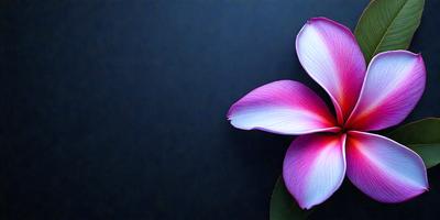 The primary subject of the image is a pink flower with a purple center, which is the main focus of the image. The setting is a dark blue background, creating a contrasting and dramatic effect. The visual style is a close-up of the flower, showcasing its details and beauty. The colors and mood of the image are predominantly dark and moody, with the pink and purple hues adding a touch of warmth and elegance to the scene.