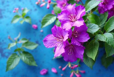 The primary subject of the image is a bouquet of purple flowers. The flowers are arranged in a vase, which is placed on a blue surface. The visual style of the image is a close-up of the flowers, showcasing their beauty and details. The dominant colors in the image are purple and blue, creating a calm and serene atmosphere.