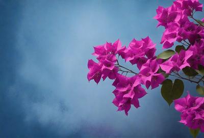 The primary subject of the image is a pink flower with purple petals, which is the main focus of the image. The setting is a blue sky, providing a contrasting background for the flower. The visual style of the image is a photo, capturing the beauty of the flower in its natural environment. The colors and mood of the image are predominantly pink and purple, creating a sense of warmth and elegance.