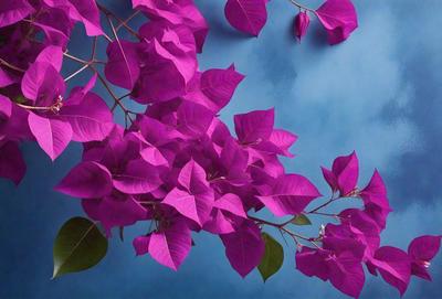 The primary subject of the image is a large purple flower with green leaves. The flower is prominently displayed in the foreground, with its vibrant purple color and intricate leaf patterns. The setting is a blue wall, which serves as a striking backdrop for the flower. The visual style of the image is a close-up, showcasing the flower's details and textures. The colors and mood of the image are predominantly purple and green, creating a serene and calming atmosphere.