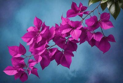 The primary subject of the image is a purple flower, which is the main focus of the scene. The flower is surrounded by a blue background, creating a visually appealing contrast. The image appears to be a photo, capturing the beauty of the purple flower in its natural environment. The colors and mood of the image are predominantly purple and blue, giving it a serene and calming atmosphere.