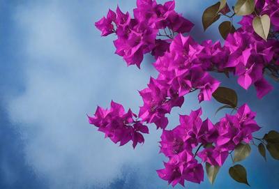 The primary subject of the image is a large pink flower with purple petals. The flower is prominently displayed in the foreground, with a blue background visible behind it. The visual style of the image is a close-up of the flower, showcasing its vibrant colors and intricate details. The overall atmosphere of the image is lively and captivating, with the pink flower serving as the focal point.