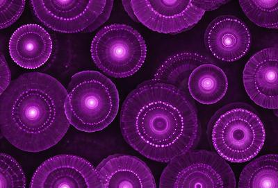The primary subject of the image is a pattern of purple circles, which are arranged in a visually appealing manner. The setting is a dark background, which contrasts with the bright purple circles. The visual style of the image is a combination of digital art and illustration, creating a unique and eye-catching design. The dominant colors in the image are purple and black, giving the scene a moody and mysterious atmosphere.
