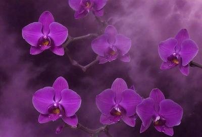 The primary subject of the image is a group of purple orchids. They are arranged in a vase and are the main focus of the image. The setting is a dark, purple background that adds to the overall mood of the scene. The visual style is a close-up of the orchids, showcasing their beauty and details. The colors and mood of the image are predominantly purple, creating a serene and elegant atmosphere.