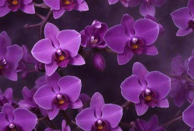 Purple orchids are the primary subject of the image. They are displayed in a dark setting, possibly a forest or a garden. The orchids are arranged in a pattern, creating a visually appealing scene. The overall atmosphere is serene and elegant, with the purple orchids being the main focus of the image.
