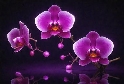 The primary subject of the image is a close-up of three purple orchids. The setting is a dark background, which contrasts with the vibrant purple flowers. The visual style is a combination of a photo and digital art, creating a unique and eye-catching display. The colors and mood of the image are predominantly purple, giving it a serene and elegant atmosphere.