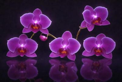 The primary subject of the image is a bouquet of purple orchids. The orchids are arranged in a visually appealing manner, with some of them placed on a table. The setting is a dark room, which adds a dramatic and moody atmosphere to the scene. The visual style of the image is a combination of photo and digital art, creating a realistic yet artistic representation of the orchids. The dominant colors in the image are purple and black, which contribute to the overall mood of the scene.