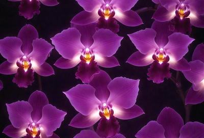 The primary subject of the image is a close-up of a purple orchid flower. The setting is a dark background, which highlights the flower's vibrant color. The visual style is a pattern of multiple purple orchid flowers, creating a visually appealing and artistic composition. The colors and mood of the image are predominantly purple, giving it a serene and elegant atmosphere.