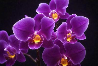 The primary subject of the image is a bouquet of purple orchids. The orchids are arranged in a vase, creating a beautiful and colorful display. The setting is a dark room, which adds a dramatic and moody atmosphere to the scene. The visual style of the image is a close-up of the orchids, showcasing their intricate details and vibrant colors. The dominant colors in the image are purple and yellow, which are the colors of the orchids.