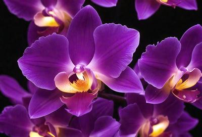 The primary subject of the image is a close-up of a purple orchid flower. The setting is a dark background, which highlights the flower's vibrant color. The visual style is a photo, capturing the beauty of the orchid in detail. The dominant colors are purple and yellow, creating a serene and elegant atmosphere.