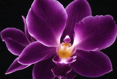The primary subject of the image is a purple orchid flower. The setting is a dark background, which highlights the flower's vibrant color. The visual style is a close-up of the flower, showcasing its intricate details. The dominant colors are purple and pink, creating a serene and elegant atmosphere.