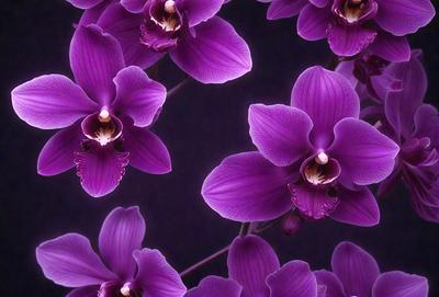Purple orchids are the primary subject of the image. They are displayed in a dark setting, possibly a black background. The orchids are depicted in a digital art style, with a close-up view of the flowers. The dominant colors in the image are purple and black, creating a moody and elegant atmosphere.