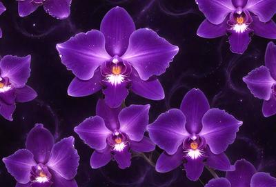 Purple orchids are the primary subject of the image. They are displayed in a dark purple background, creating a dramatic and moody atmosphere. The orchids are arranged in a pattern, with some of them appearing to be floating in the air. The visual style of the image is a combination of photo and digital art, giving it a unique and artistic appearance.